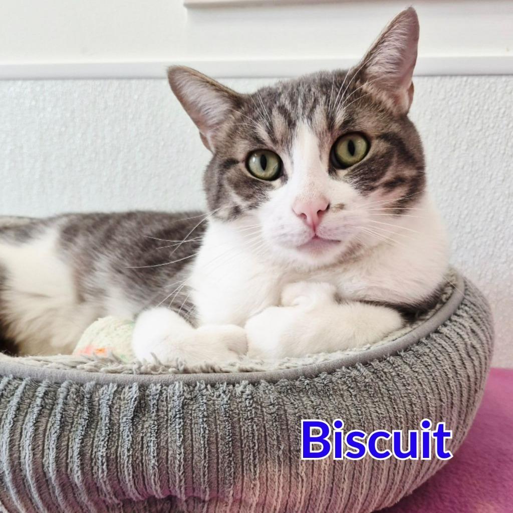 Enlarge Biscuit, a Adoptable mixed breed in North Saint Paul, MN image 5/5