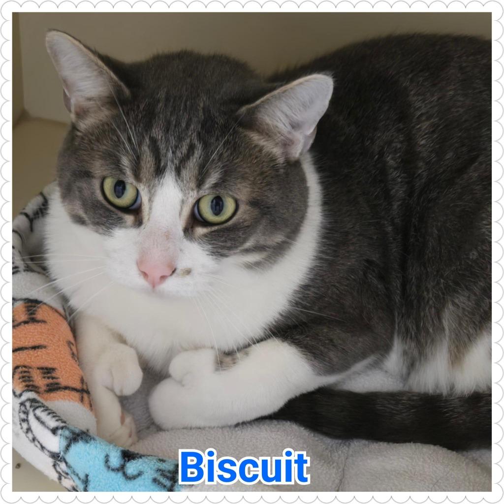 Enlarge Biscuit, a Adoptable mixed breed in North Saint Paul, MN image 4/4