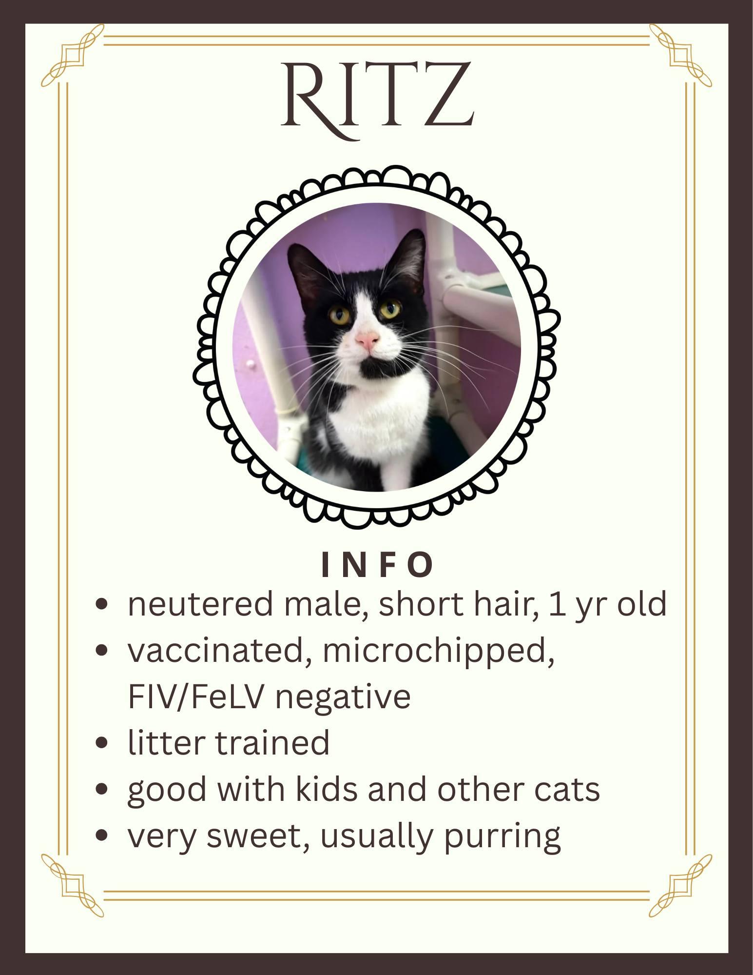 Ritz, adopted, Young Male Domestic Short Hair.