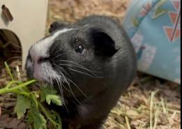 Zipper and Button, a Adoptable Guinea Pig in Amherst, NY image 1/3