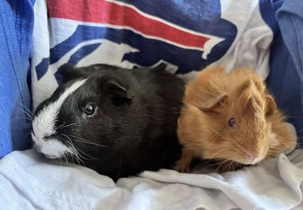 Zipper and Button, a Adoptable Guinea Pig in Amherst, NY image 2/3
