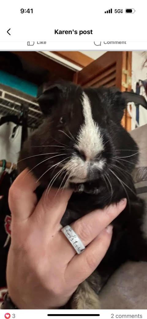 Zipper and Button, a Adoptable Guinea Pig in Amherst, NY image 3/3