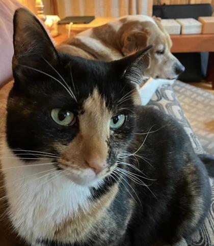 Enlarge Monica/ Laguna/ Kailua, a Adoptable mixed breed in East Brookfield, MA image 1/2