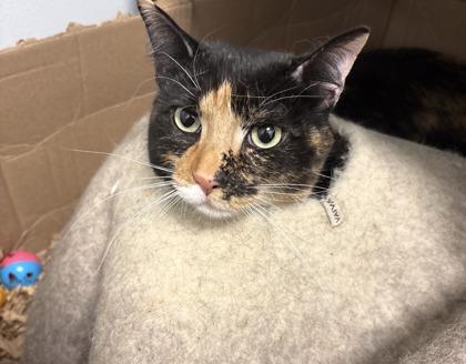 Enlarge Monica/ Laguna/ Kailua, a Adoptable mixed breed in East Brookfield, MA image 2/2