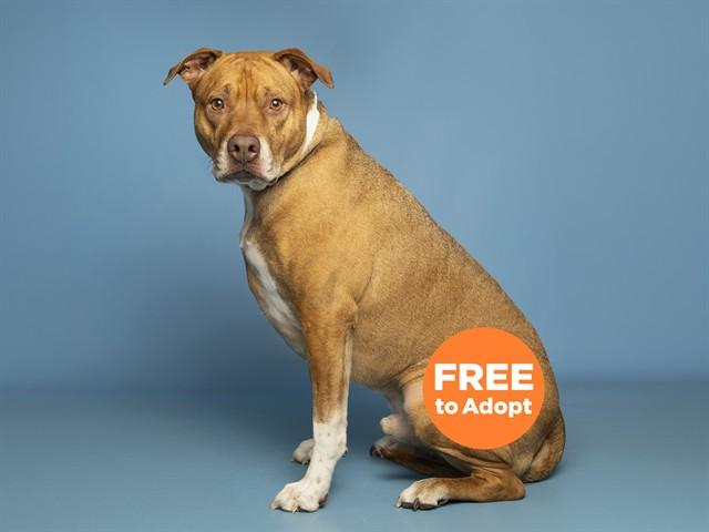 Enlarge BRUNO, a Adoptable mixed breed in Phoenix, AZ image 1/1