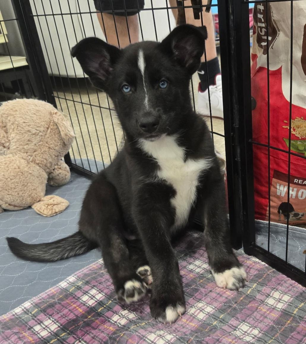 Enlarge Bart, a Adoptable mixed breed in Reseda, CA image 6/6