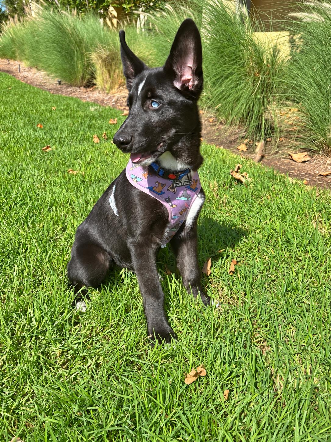 Enlarge Bart, a Adoptable mixed breed in Reseda, CA image 3/6