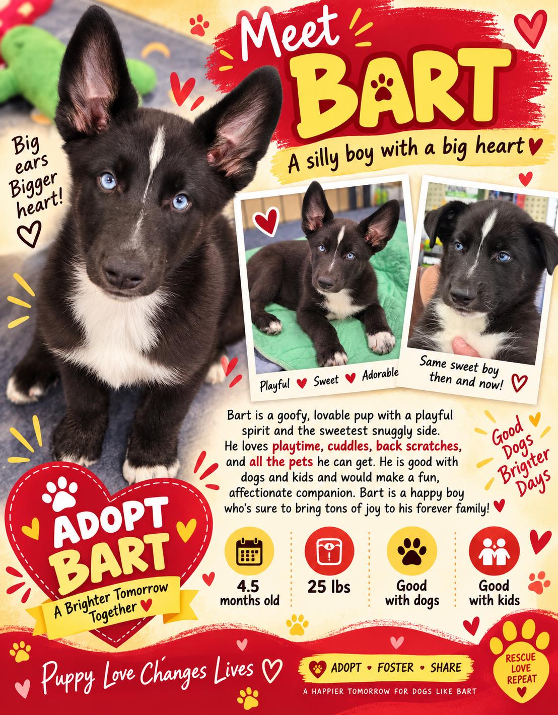 Enlarge Bart, a Adoptable mixed breed in Reseda, CA image 5/6