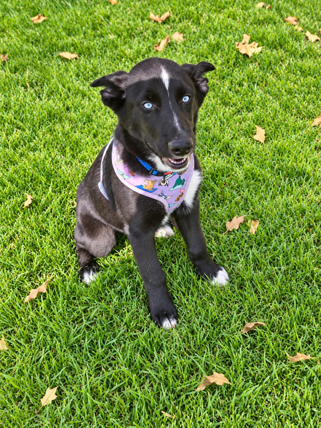 Enlarge Bart, a Adoptable mixed breed in Reseda, CA image 1/6