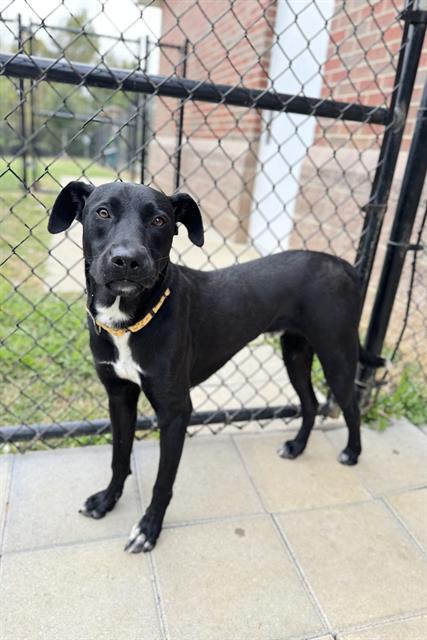WILL I AM, Adoptable, Young Male Labrador Retriever.