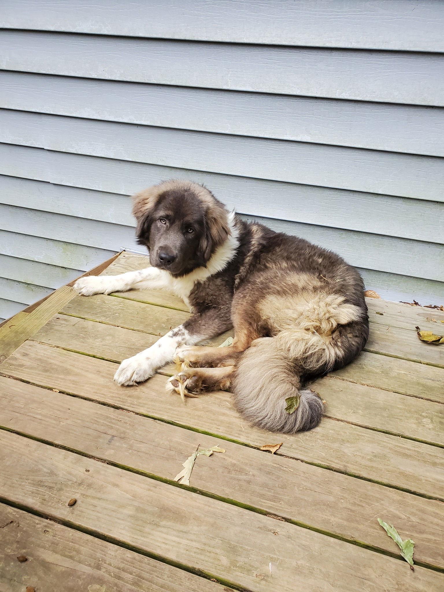 Isabella, Adoptable, Young Female Shepherd.