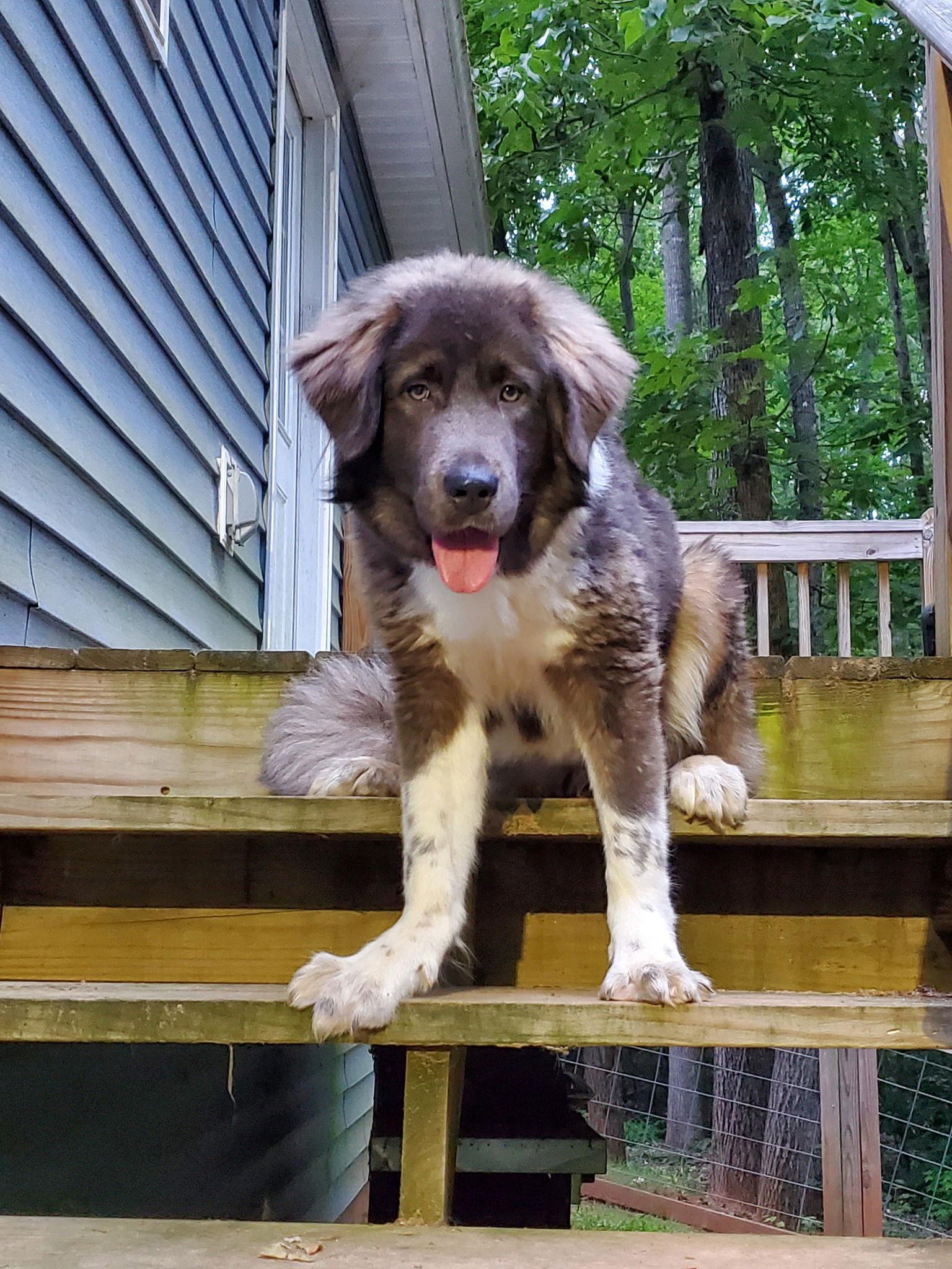 Isabella, a Adoptable Shepherd in Greenville, SC image 2/3