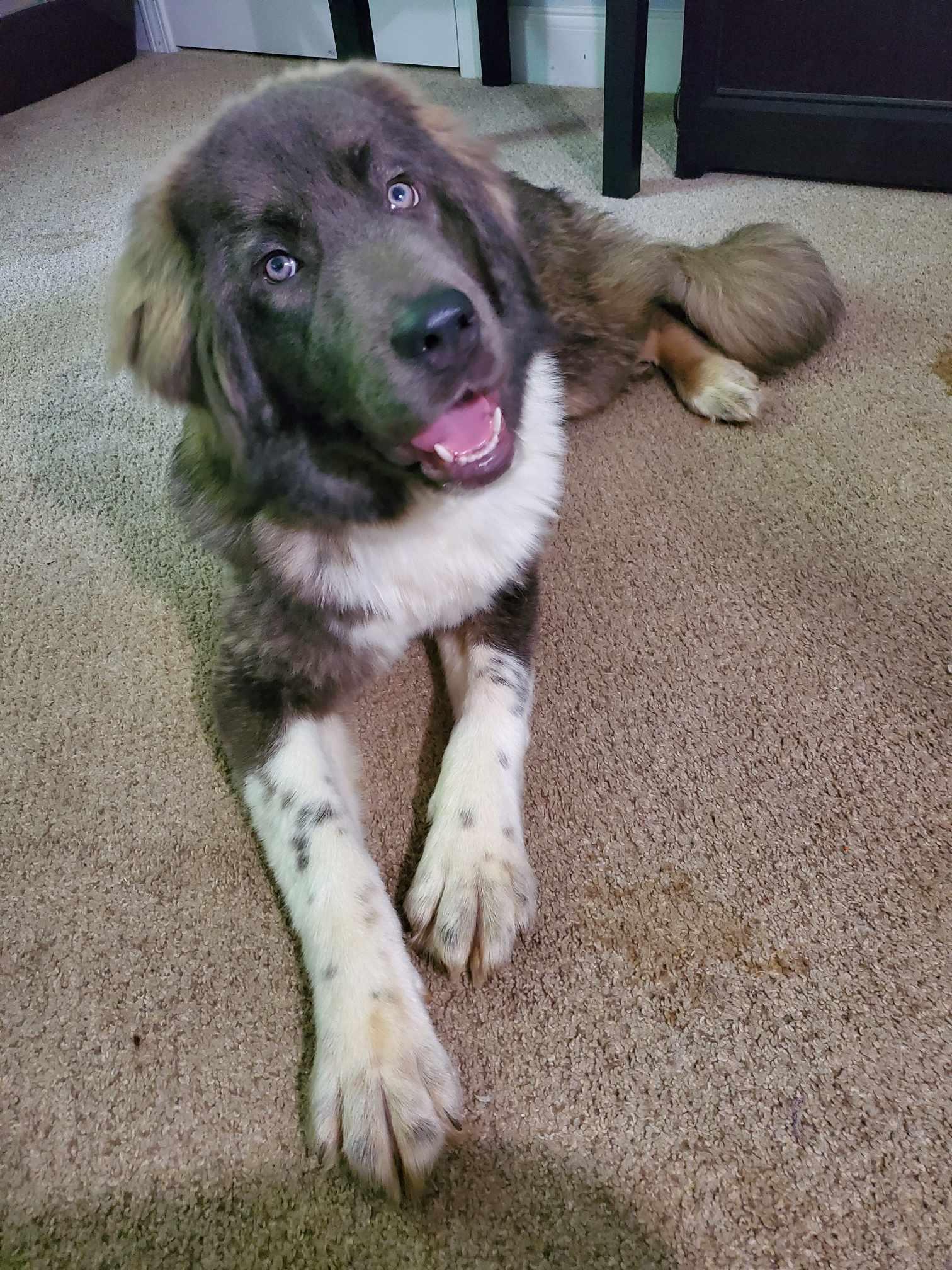 Isabella, a Adoptable Shepherd in Greenville, SC image 3/3