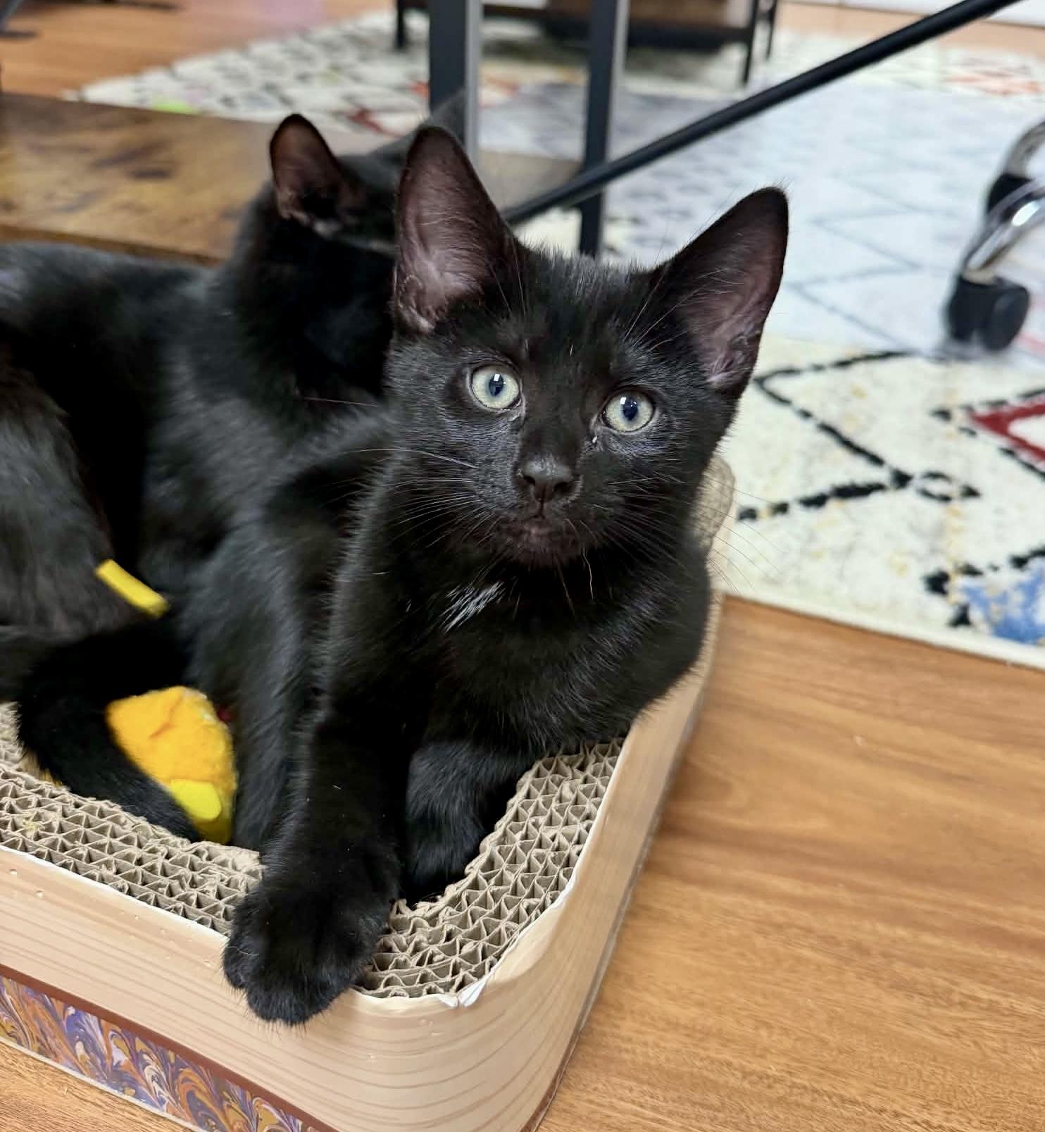 Felix, Adopted, Kitten Male Domestic Short Hair.