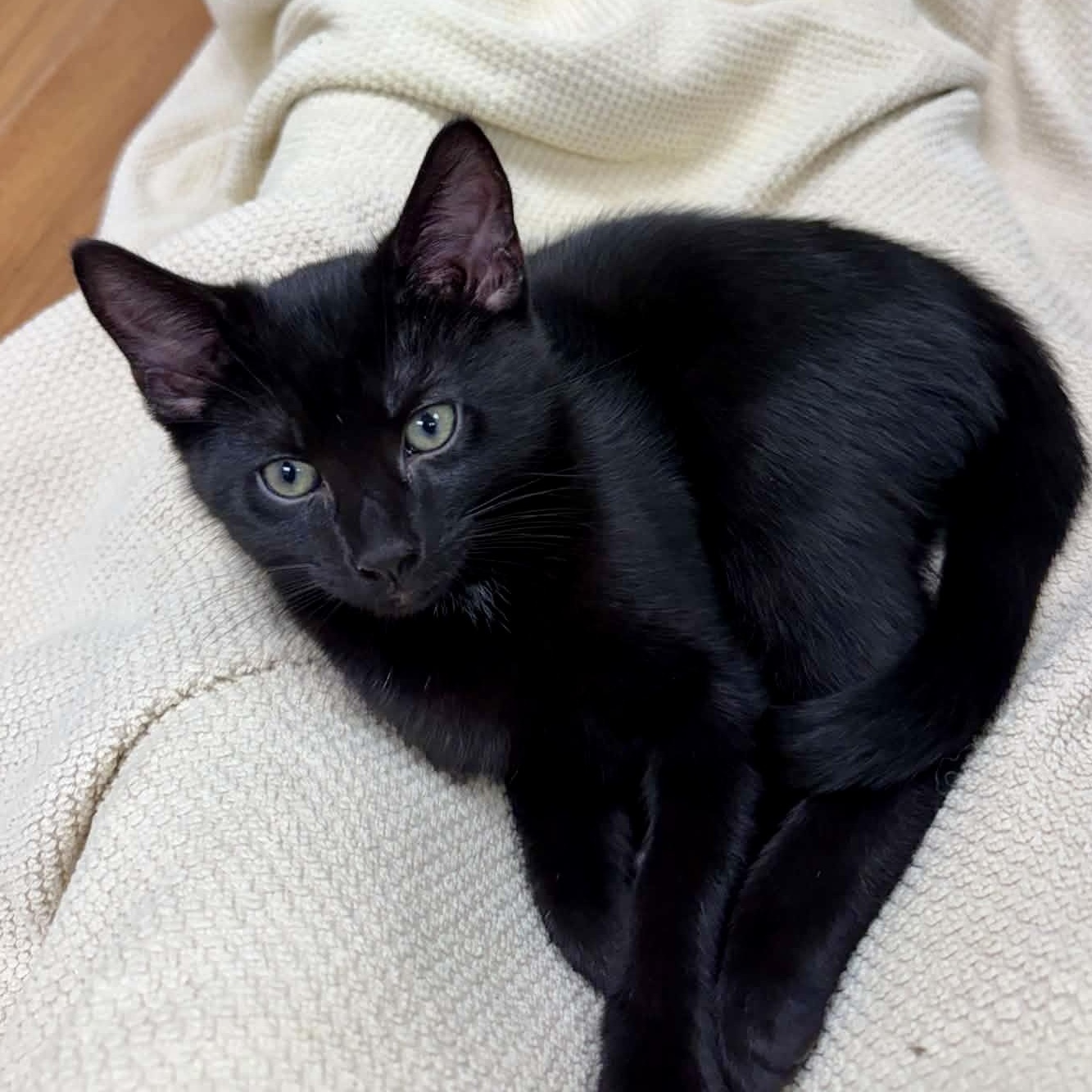 Enlarge Felix, a Adopted Domestic Short Hair in Queenstown, MD image 2/5