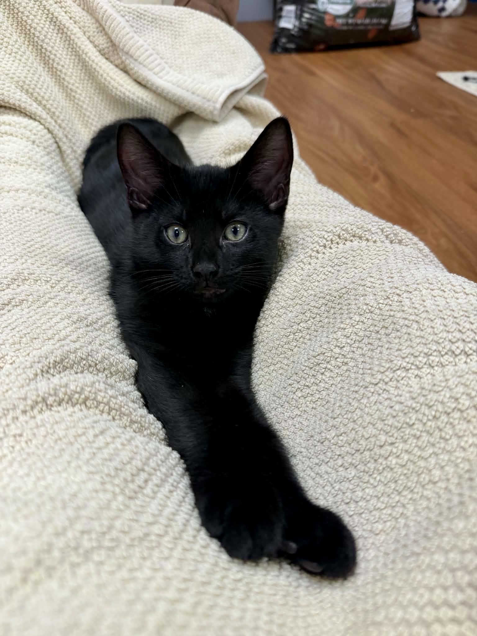 Enlarge Felix, a Adopted Domestic Short Hair in Queenstown, MD image 3/5