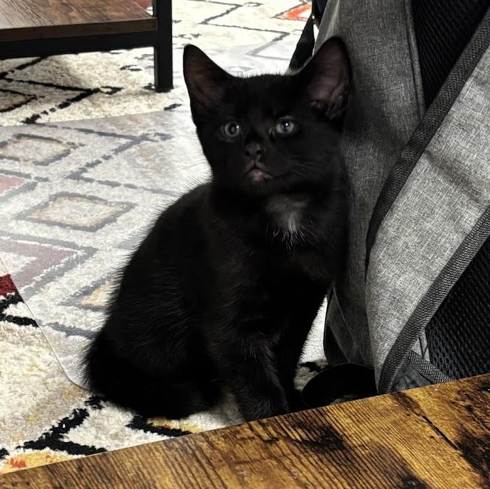 Enlarge Felix, a Adopted Domestic Short Hair in Queenstown, MD image 5/5