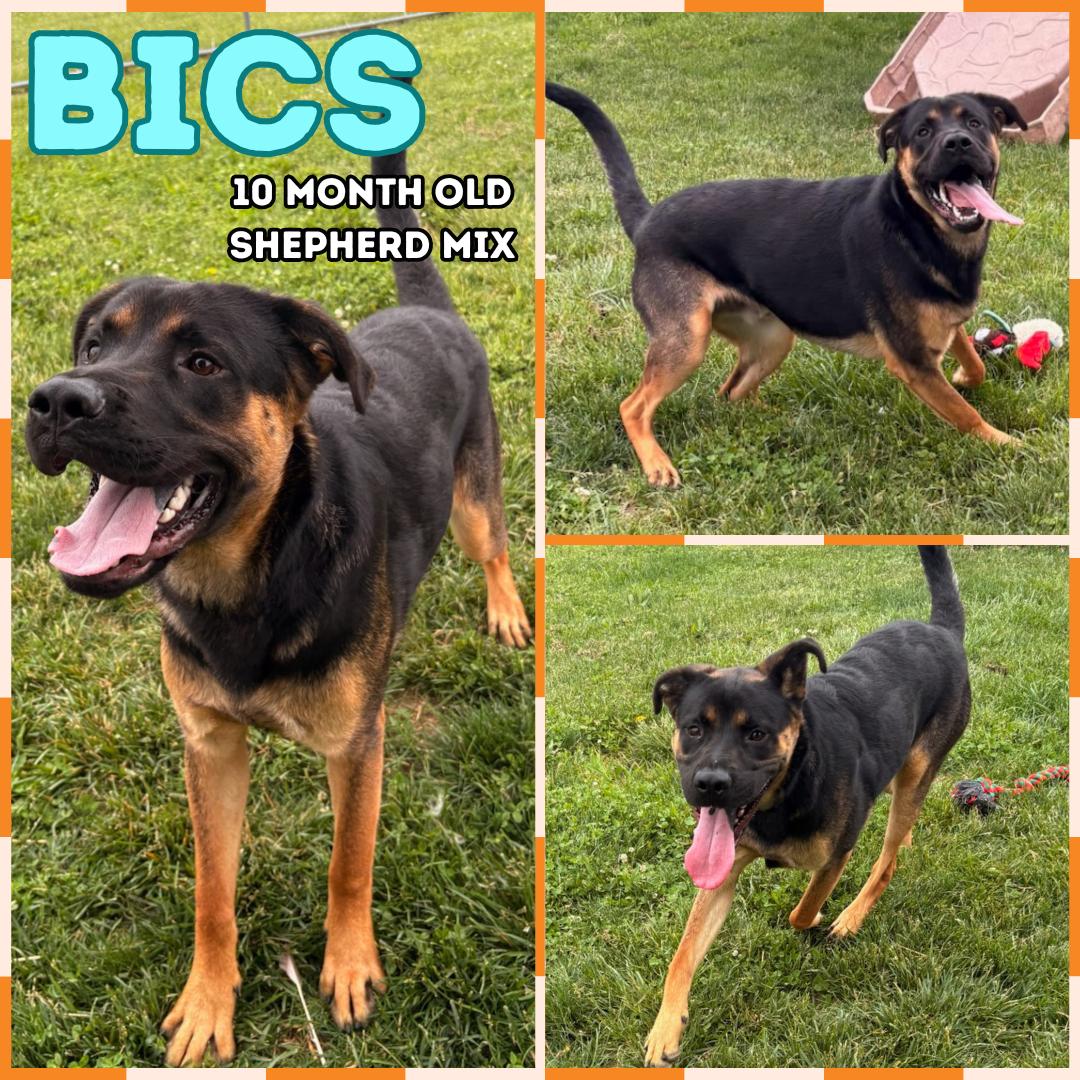 Bics