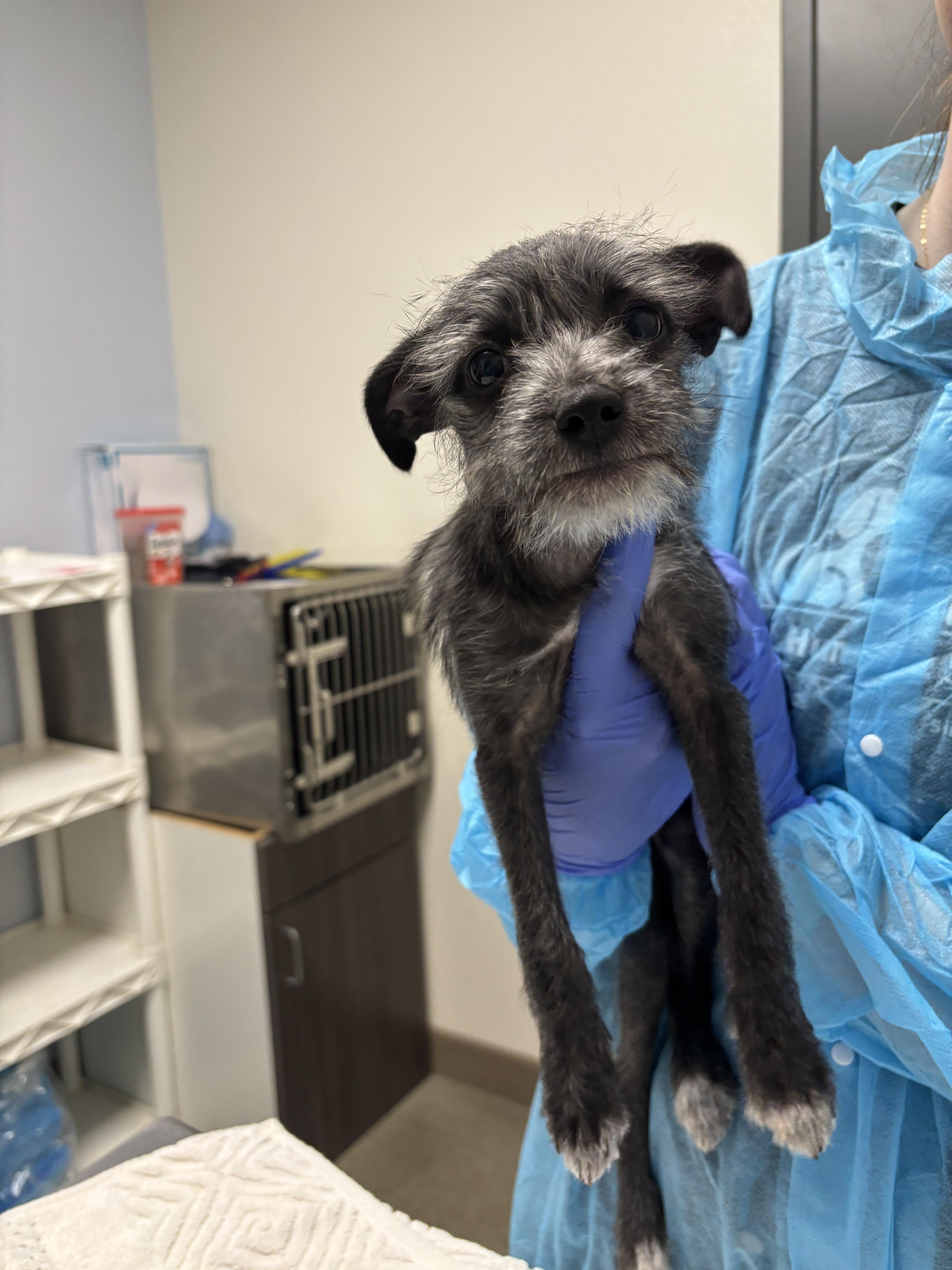 Gigabyte, Adopted, Young Female Cairn Terrier & Miniature Schnauzer.