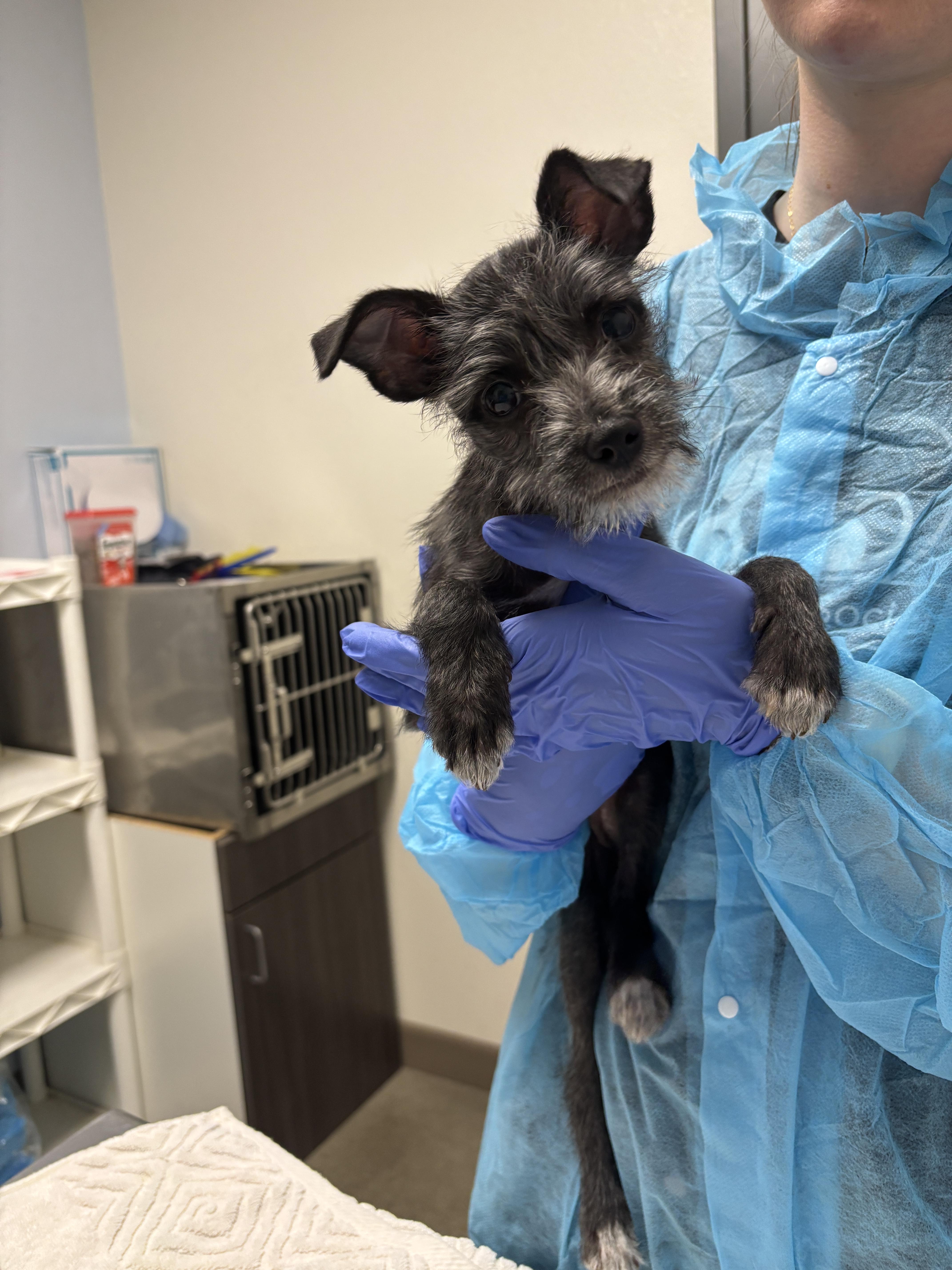 Gigabyte, a Adopted mixed breed in Chico, CA image 2/2