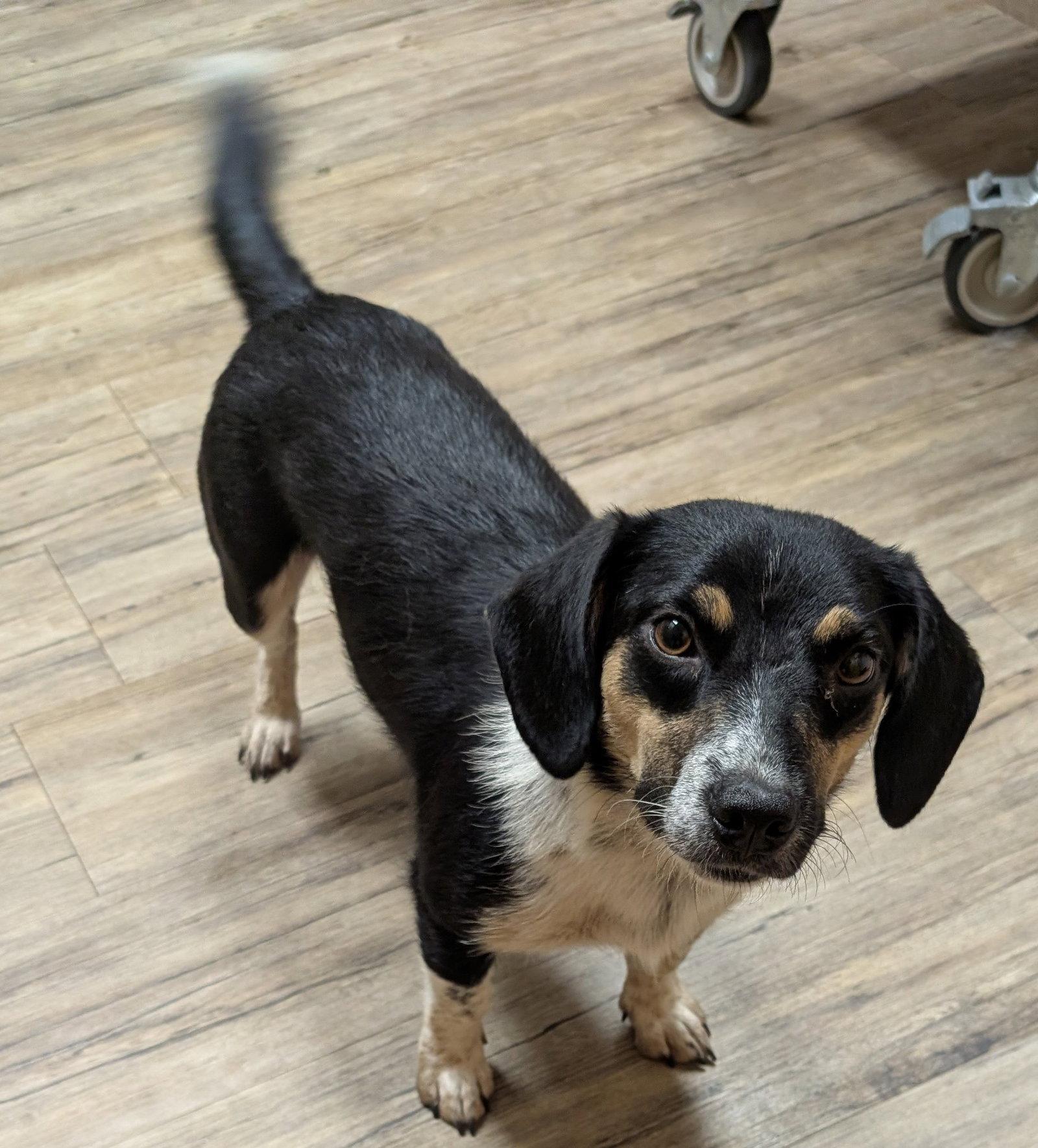 Janie, a Adoptable mixed breed in West Des Moines, IA image 1/3