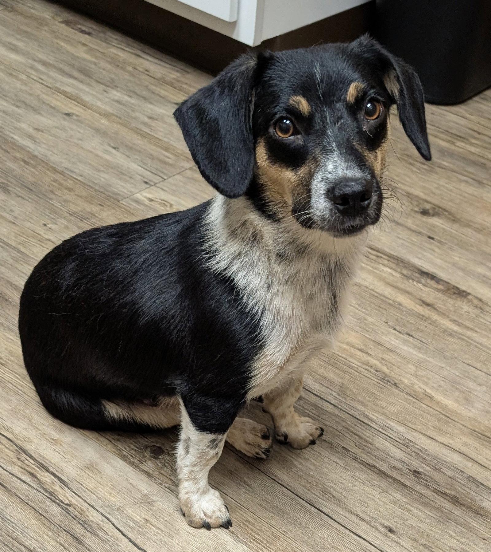 Janie, a Adoptable mixed breed in West Des Moines, IA image 2/3