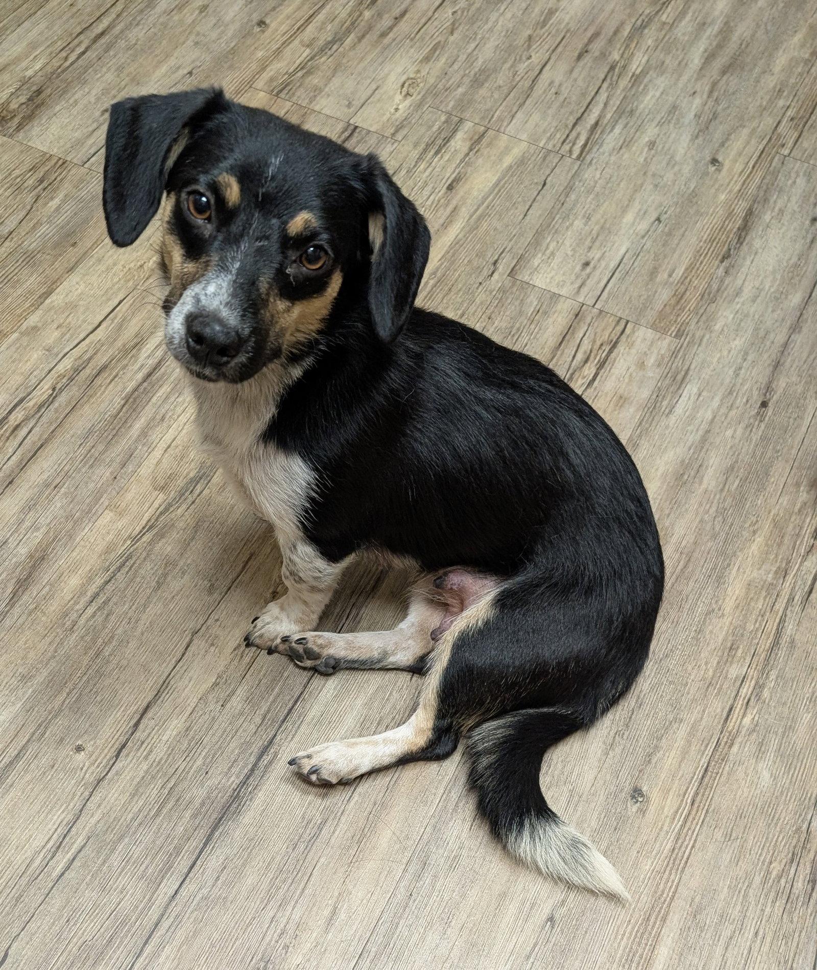 Janie, a Adoptable mixed breed in West Des Moines, IA image 3/3