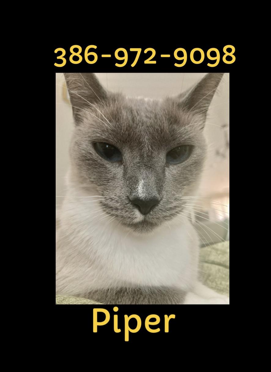 Piper (SIAMESE CAT) so sweet Video, a ADOPTABLE Siamese in Palatka , FL image 1/6