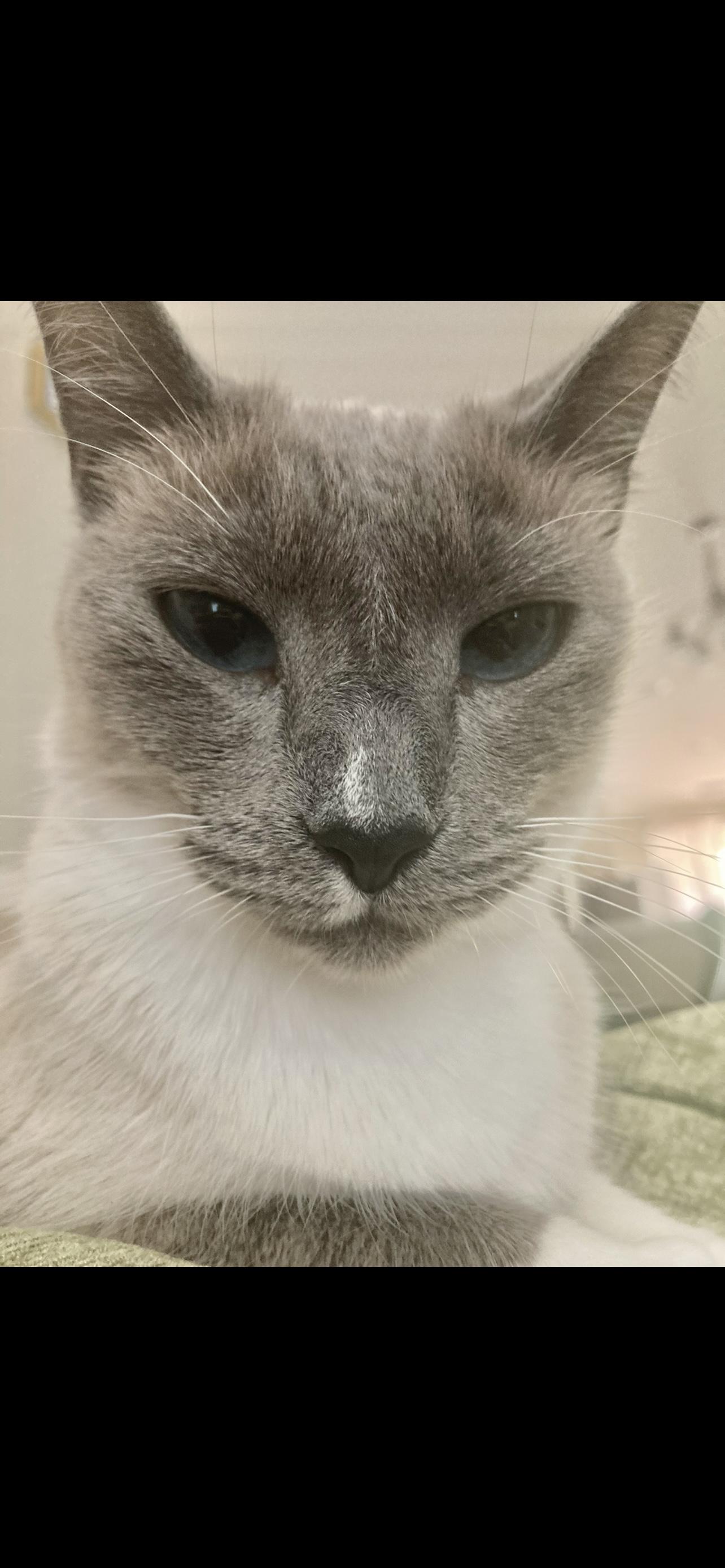 Piper (SIAMESE CAT) so sweet Video, a ADOPTABLE Siamese in Palatka , FL image 4/6