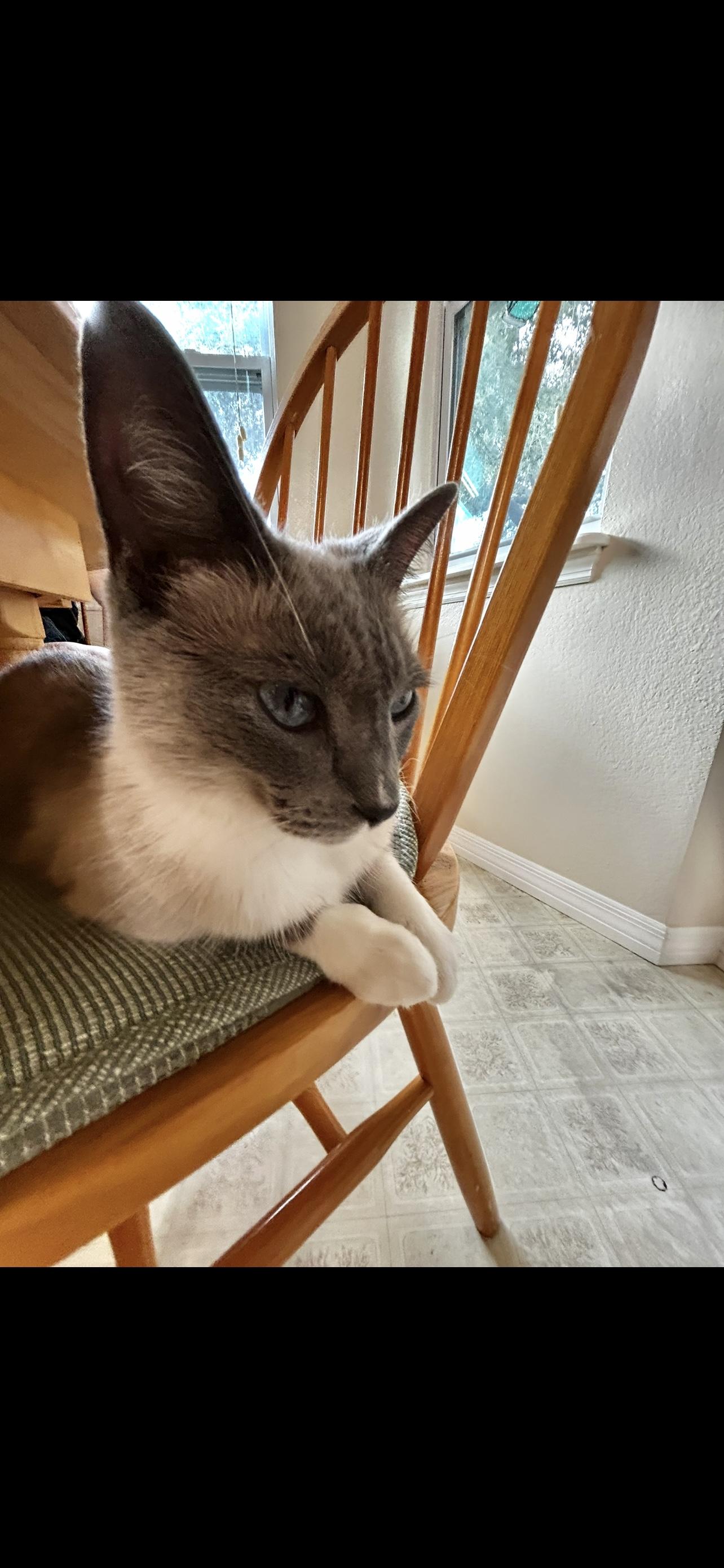 Piper (SIAMESE CAT) so sweet Video, a ADOPTABLE Siamese in Palatka , FL image 5/6