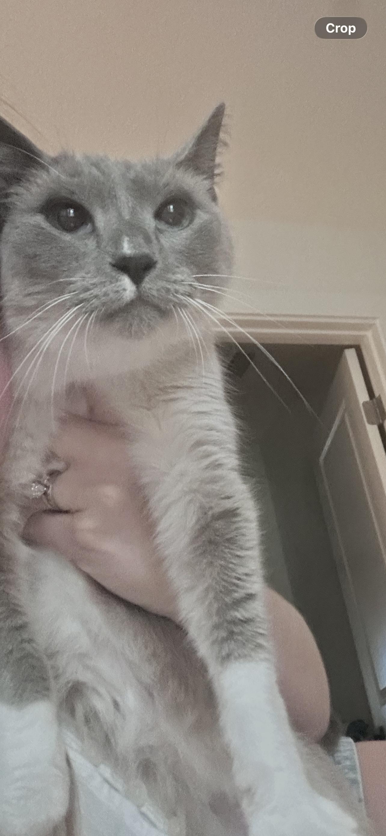 Piper (SIAMESE CAT) so sweet Video, a ADOPTABLE Siamese in Palatka , FL image 2/6