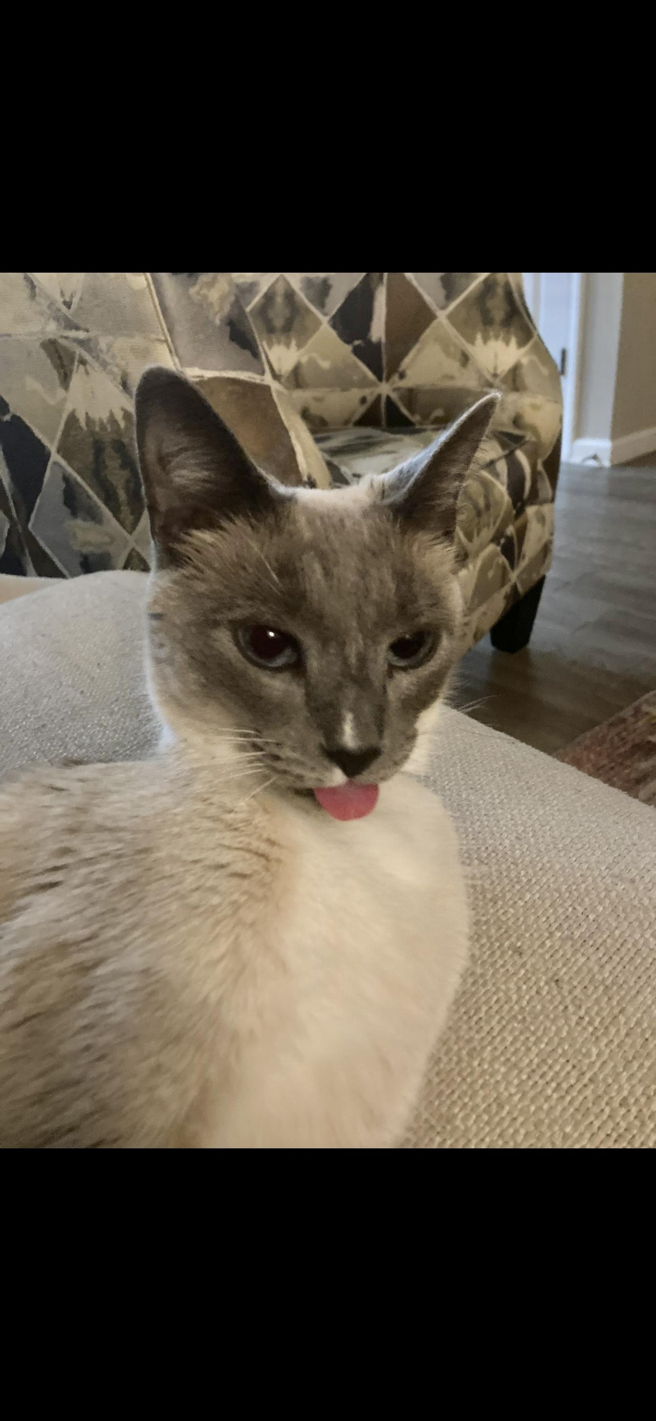 Piper (SIAMESE CAT) so sweet Video, a ADOPTABLE Siamese in Palatka , FL image 3/6