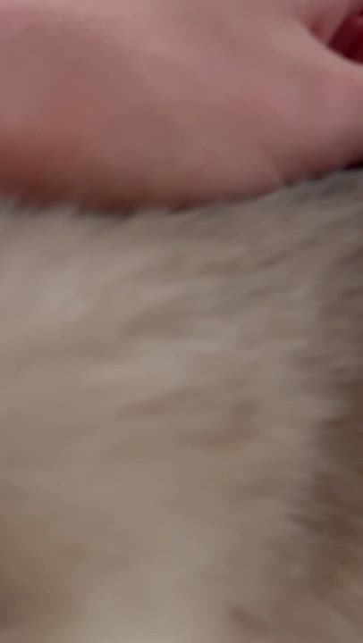 Enlarge Piper (SIAMESE CAT) so sweet Video, a ADOPTABLE Siamese in Palatka , FL video 6/6