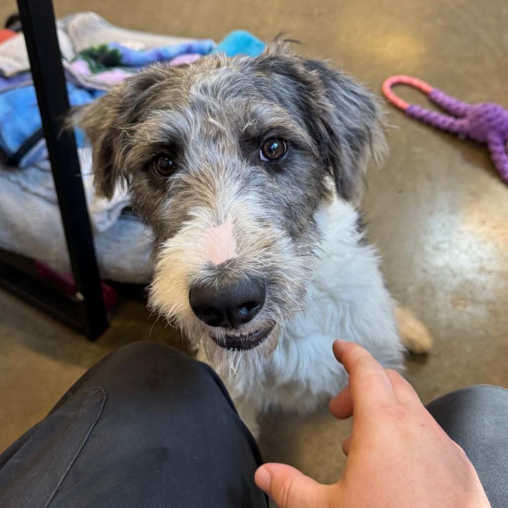 Rhyli, Adoptable, Young Male Standard Poodle & Australian Shepherd.