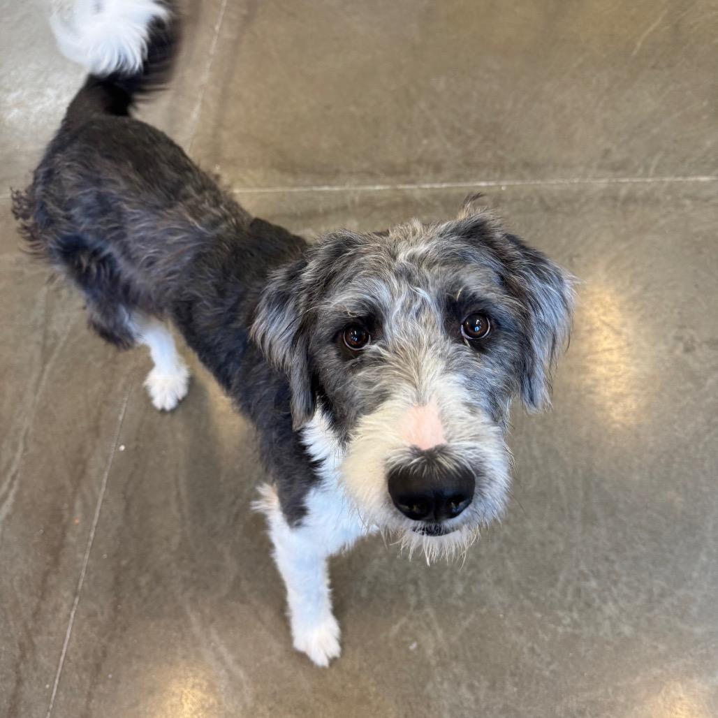 Enlarge Rhyli, a Adoptable mixed breed in Mankato, MN image 2/6