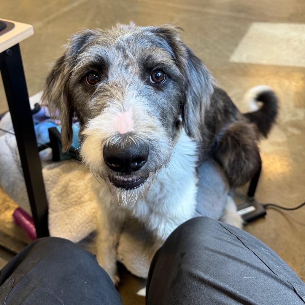 Enlarge Rhyli, a Adoptable mixed breed in Mankato, MN image 4/6