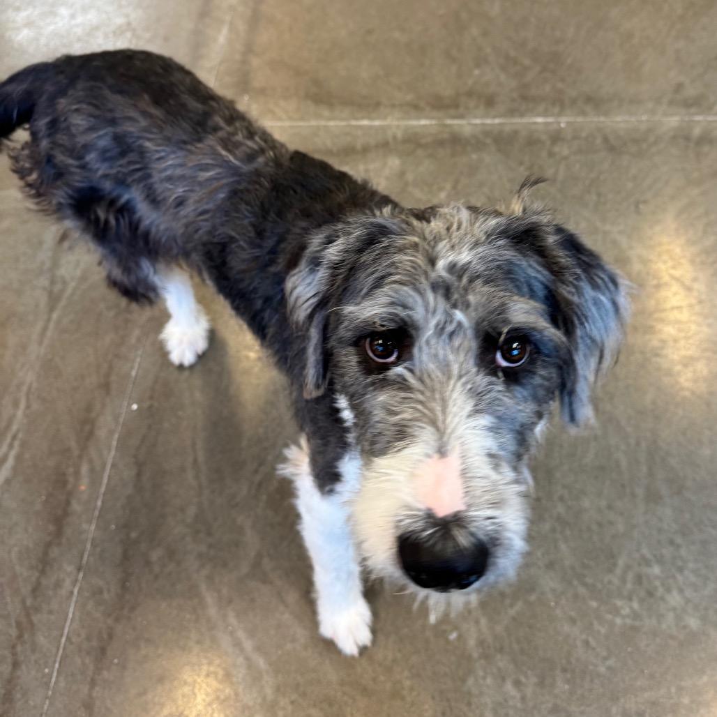 Enlarge Rhyli, a Adoptable mixed breed in Mankato, MN image 5/6