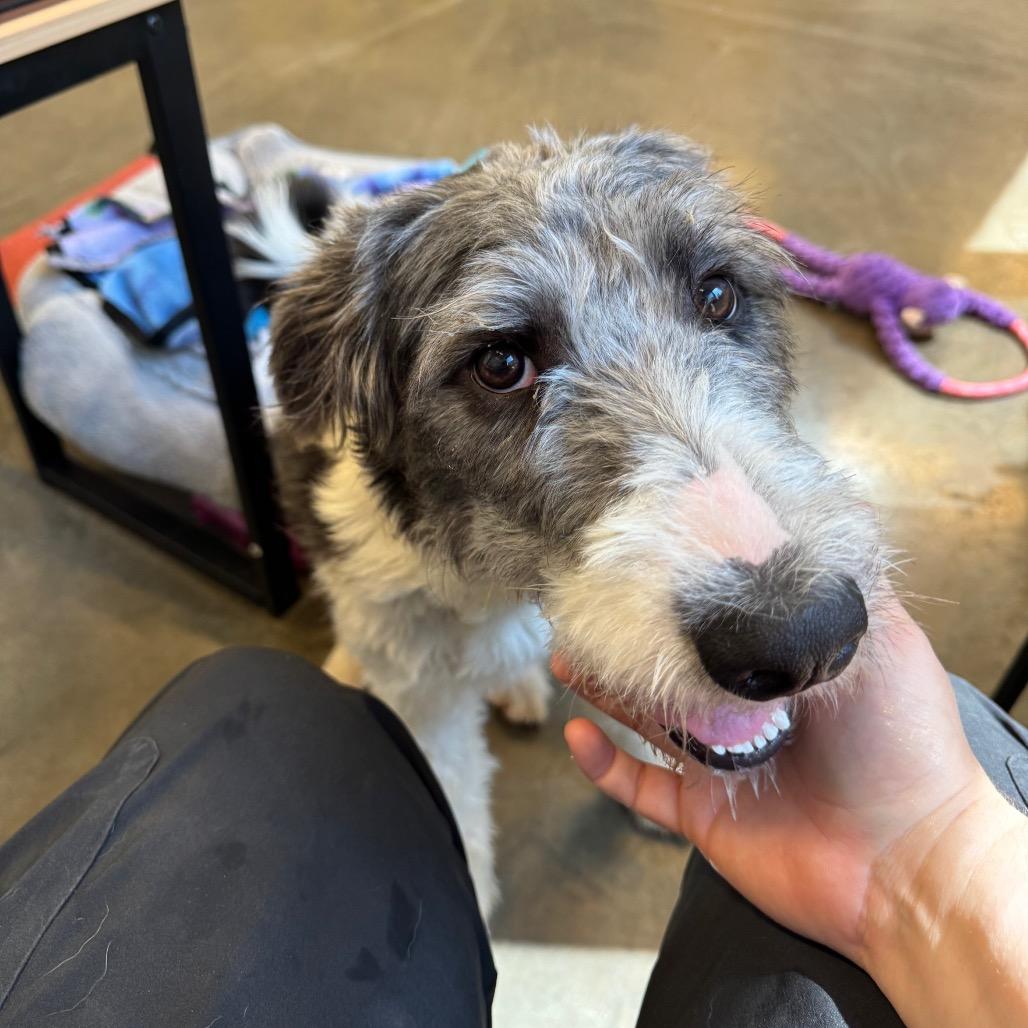 Enlarge Rhyli, a Adoptable mixed breed in Mankato, MN image 6/6