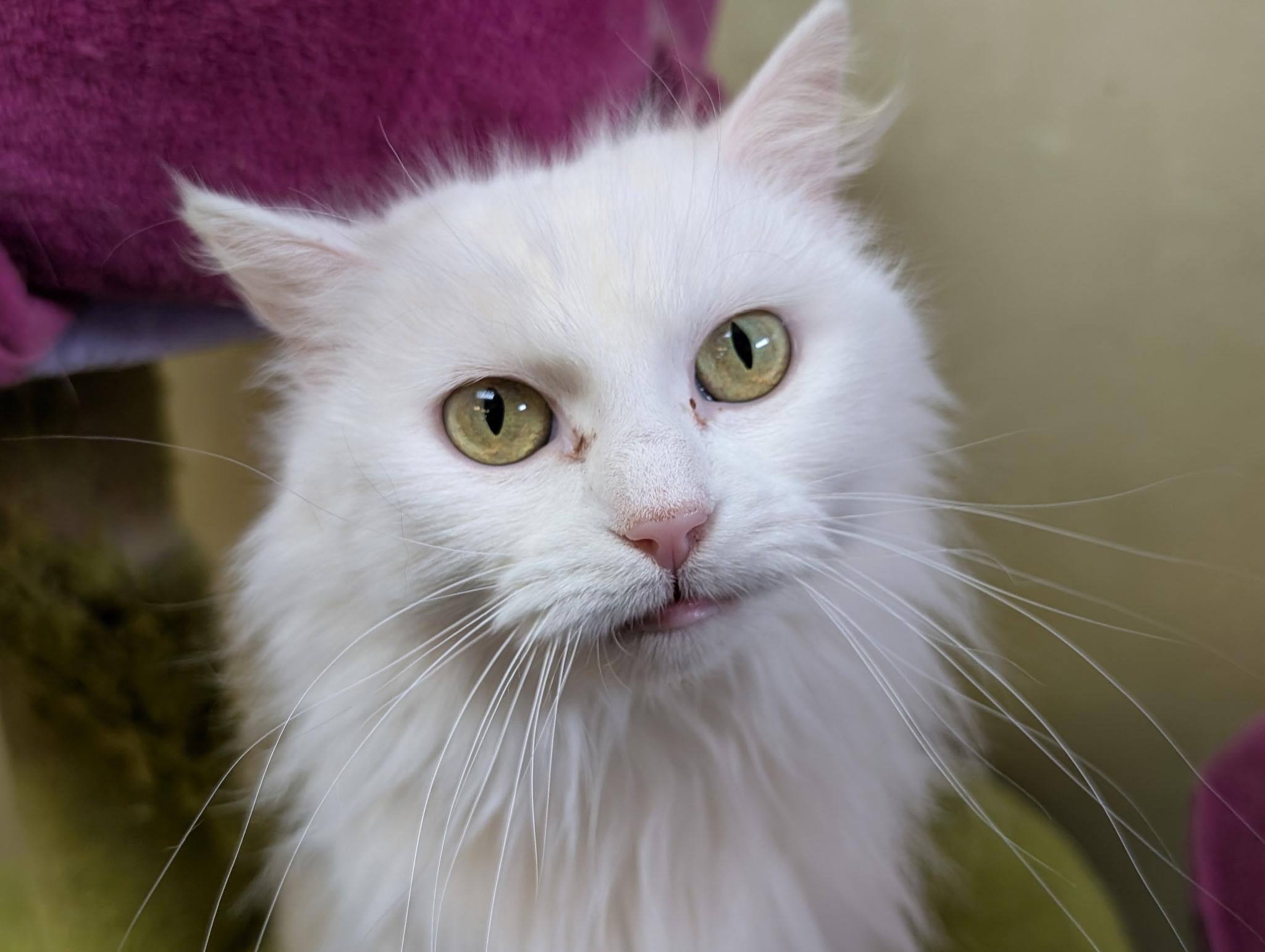 Enlarge Blizzard, a ADOPTABLE Domestic Long Hair in Barrington Hills, IL image 2/4