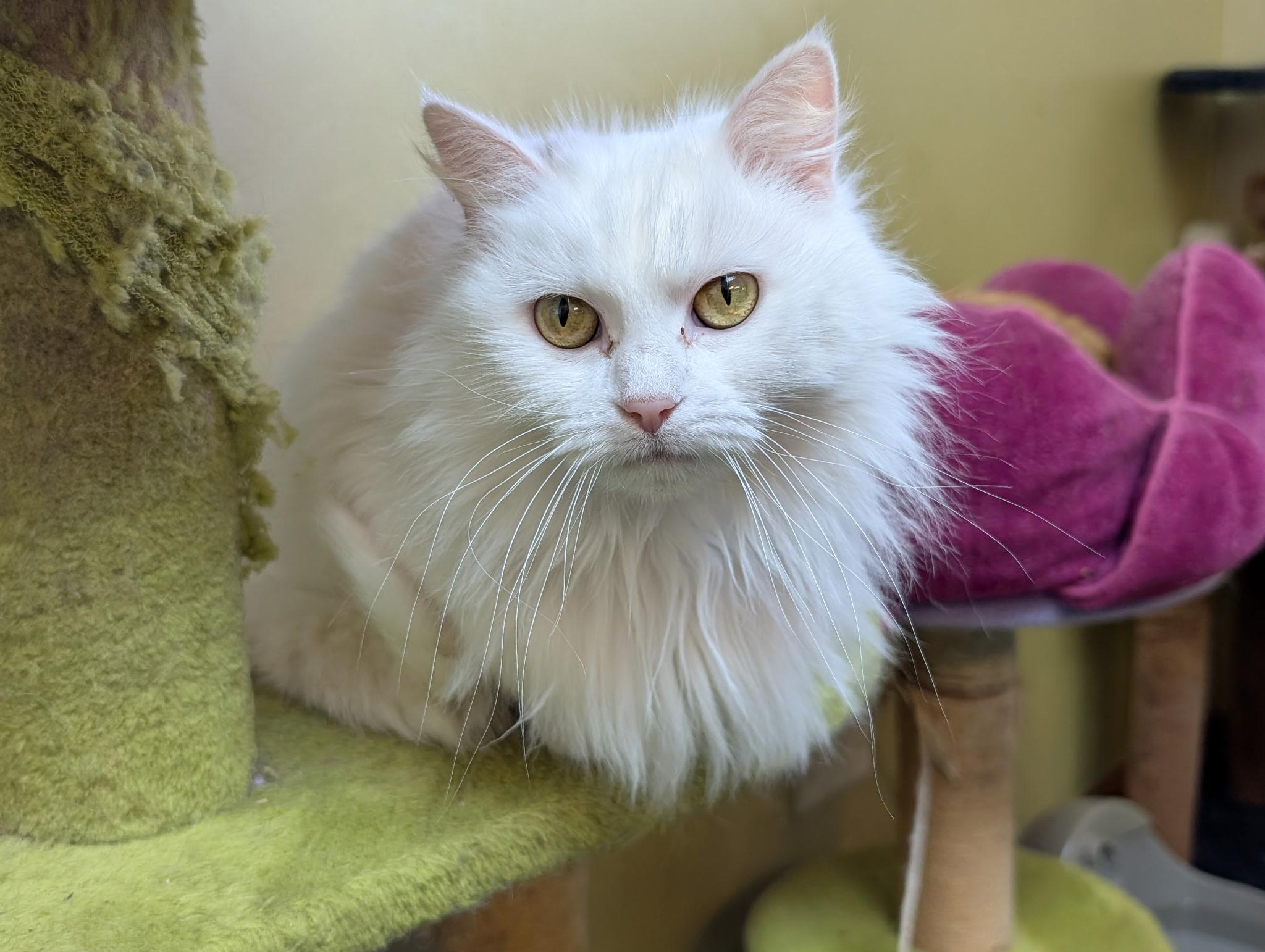 Enlarge Blizzard, a ADOPTABLE Domestic Long Hair in Barrington Hills, IL image 1/4