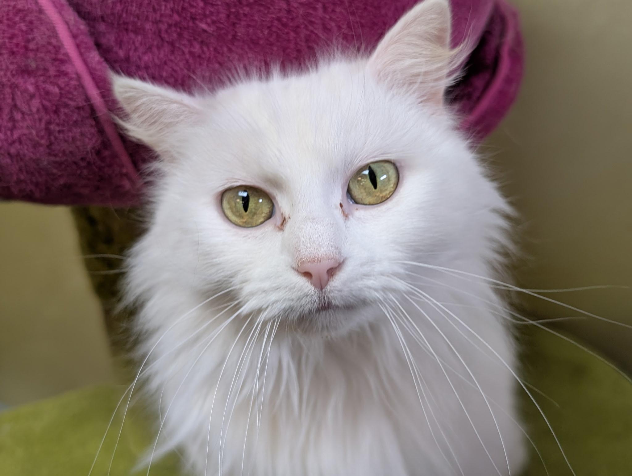 Enlarge Blizzard, a ADOPTABLE Domestic Long Hair in Barrington Hills, IL image 3/4