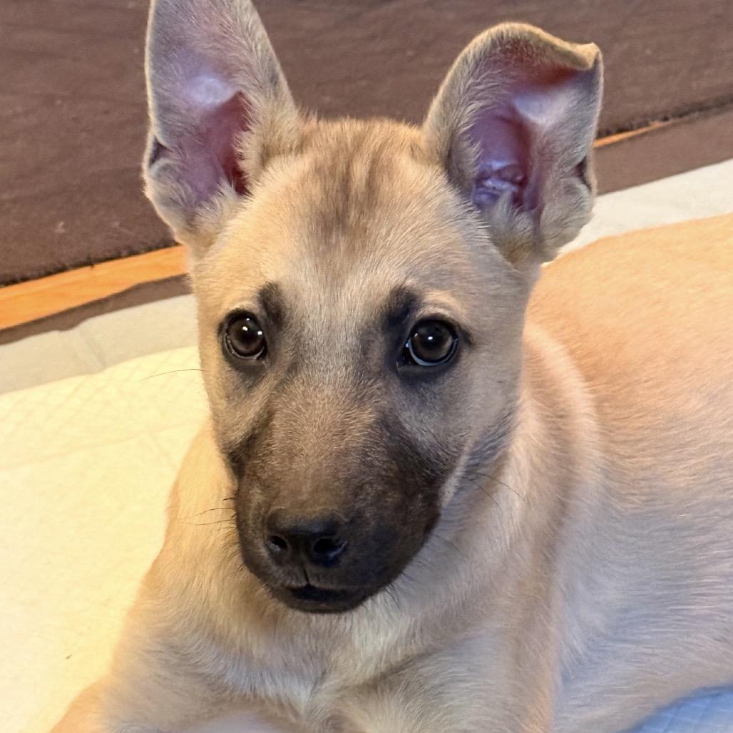 286 (2026) Zena, Adoptable, Puppy Female Black Mouth Cur.