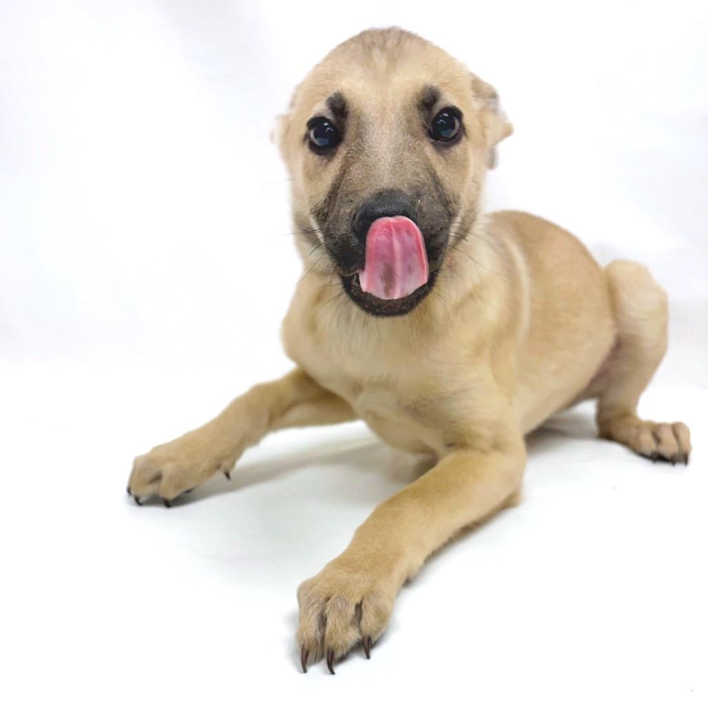 Enlarge 286 (2026) Zena, a Adoptable mixed breed in Parker, CO image 2/6