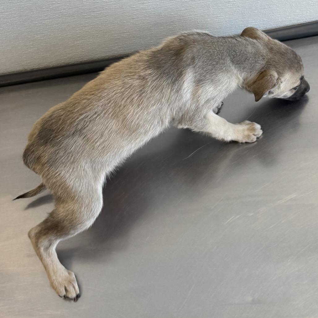 Enlarge 286 (2026) Zena, a Adoptable mixed breed in Parker, CO image 3/6