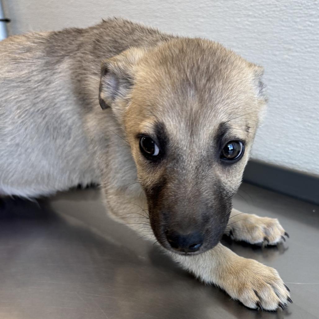Enlarge 286 (2026) Zena, a Adoptable mixed breed in Parker, CO image 4/6