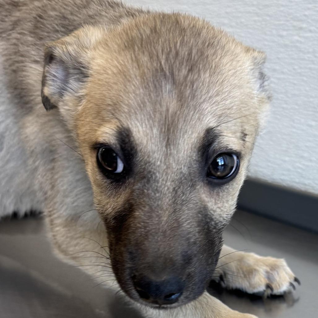 Enlarge 286 (2026) Zena, a Adoptable mixed breed in Parker, CO image 5/6