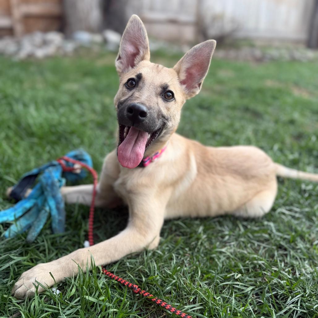 Enlarge 286 (2026) Zena, a Adoptable mixed breed in Parker, CO image 6/6