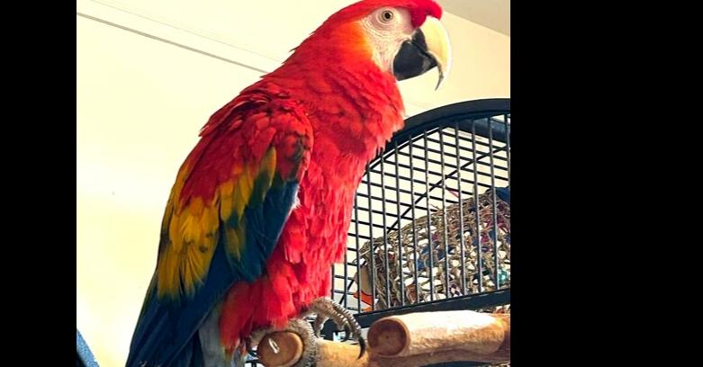 Skittles, Adopted, Adult Male Macaw.