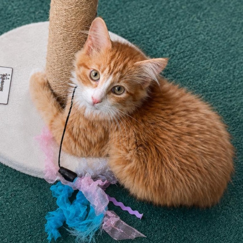 Arty, an adoptable Domestic Medium Hair in Hillsborough, NJ image 2/5