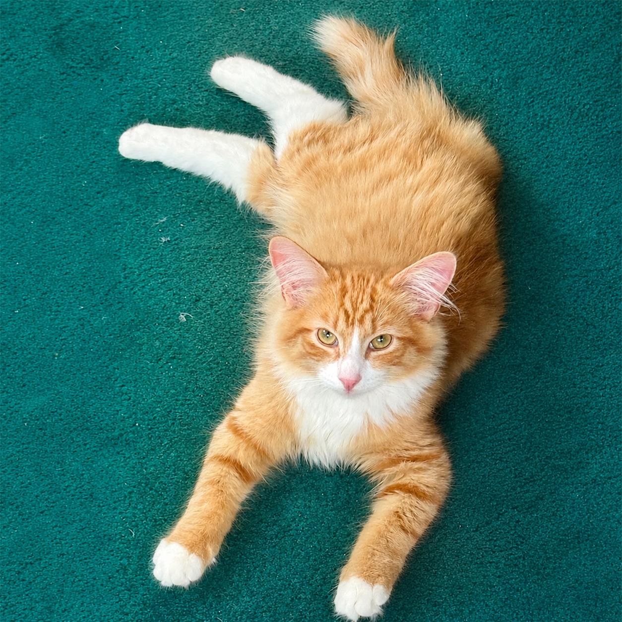 Arty, adoptable, Kitten Male Domestic Medium Hair.